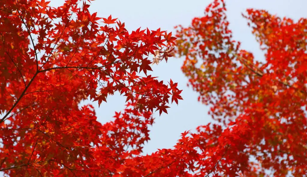 Best Times to Visit Indiana: Seasonal Travel Tips A scenic view of Indiana’s countryside in autumn, showcasing vibrant fall foliage.