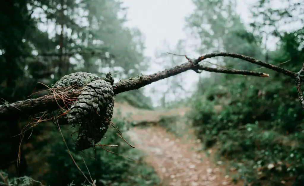 A peaceful forest path surrounded by trees, perfect for a romantic outdoor walk in Naperville.