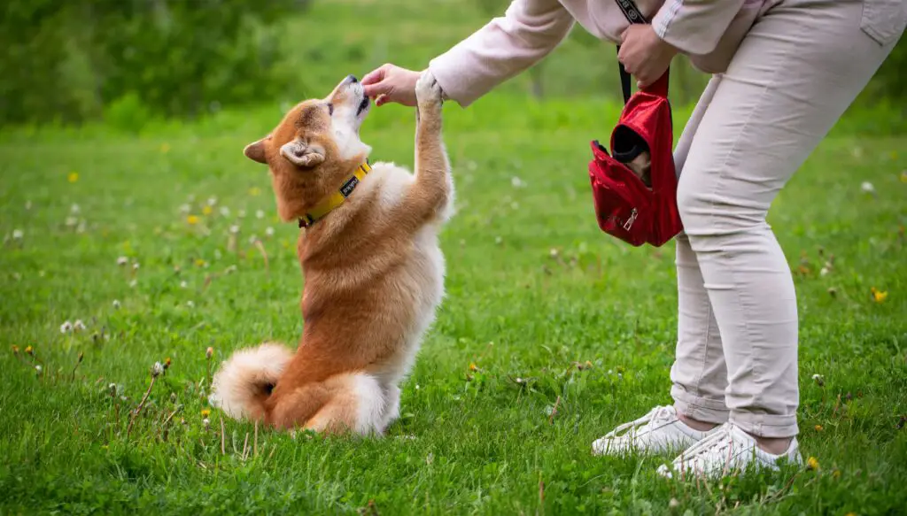 Woman feeding her dog a treat while enjoying time together at a pet-friendly spot in New York City.
