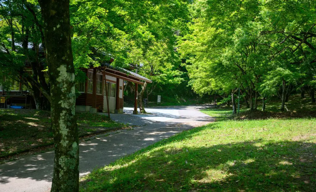 Tree-lined path in a peaceful forested area, perfect for outdoor adventures and nature retreats near Fort Greene, NYC.