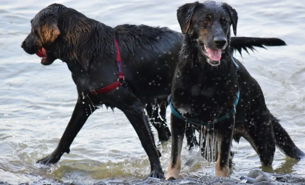 Hidden Gems: Beaches, Museums, and Unique Dog-Friendly Activities in NYC Two twin dogs playing joyfully on a sandy beach, enjoying a sunny day at a dog-friendly spot in New York City.