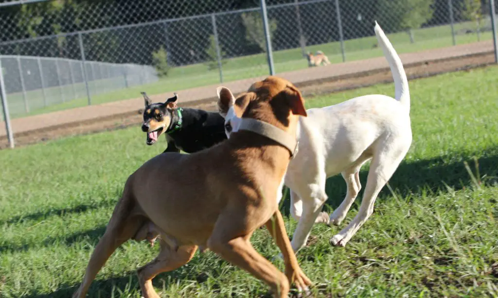 Top Dog Parks and Outdoor Spaces in New York: Dog-Friendly Activities NYC Dogs playing happily in a fenced dog park with green grass and happy owners watching nearby in New York City.