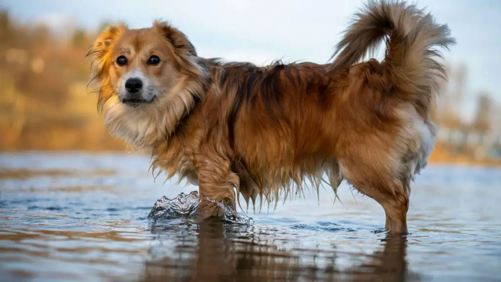 Exploring NYC with Your Furry Friend: Dog-Friendly Activities in the City A happy dog splashing in a puddle at a city park in New York City, enjoying outdoor playtime.