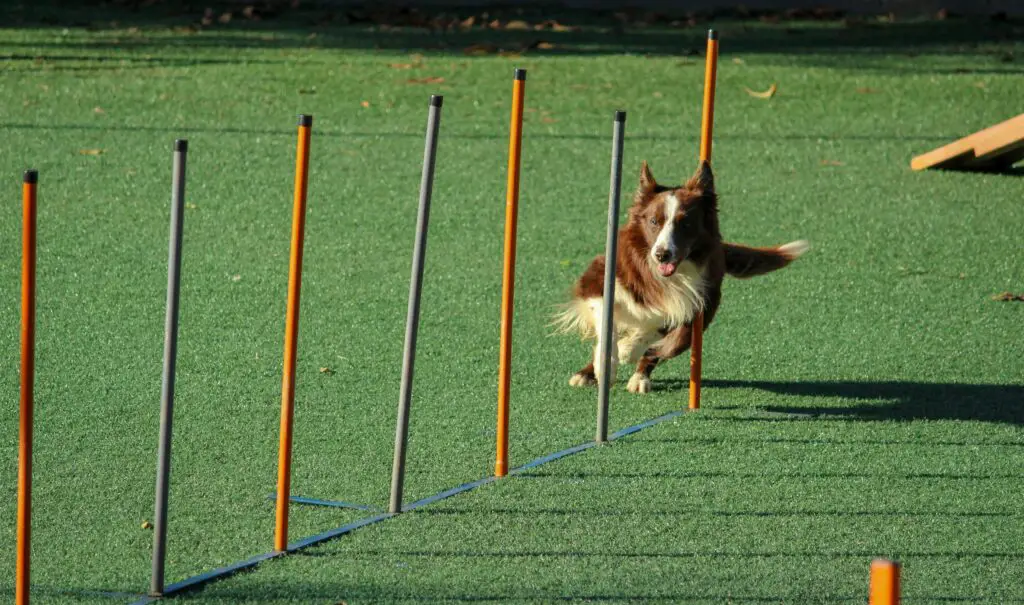Accommodations, Training, and Local Resources: Dog-Friendly Activities in NYC Dog running energetically during a training session in a dog-friendly park in New York City.