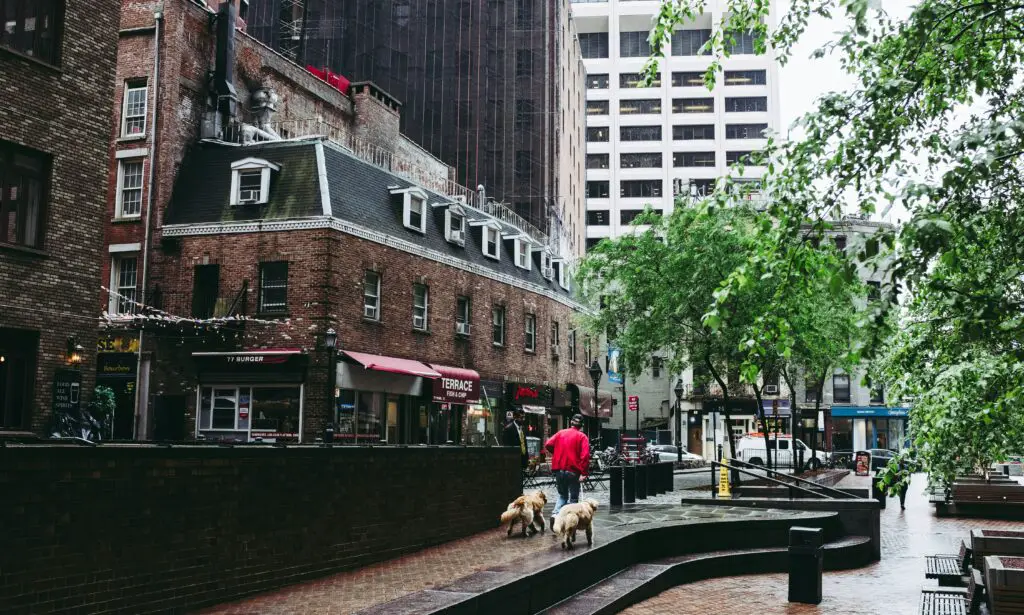 A tree-lined avenue in Fort Greene, Brooklyn, featuring clean sidewalks, greenery, and a peaceful neighborhood atmosphere.
