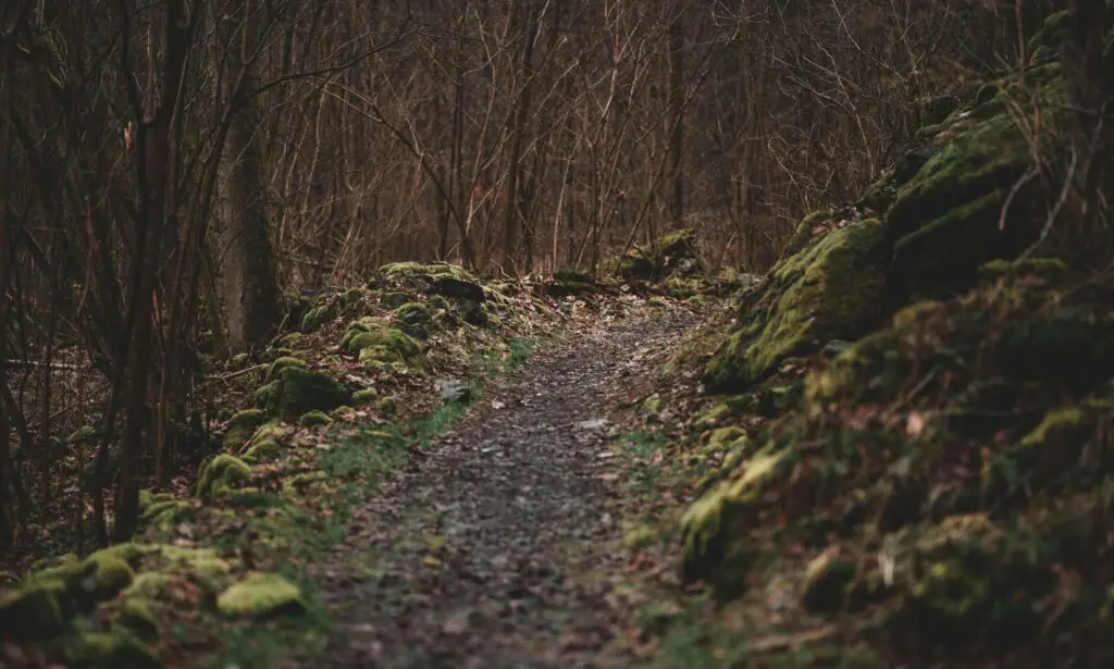 Unique Things to Do in SoHo NYC: Experiences Off the Beaten Path A quiet winter path lined with trees near SoHo, NYC, offering a peaceful escape from the city’s busy streets.