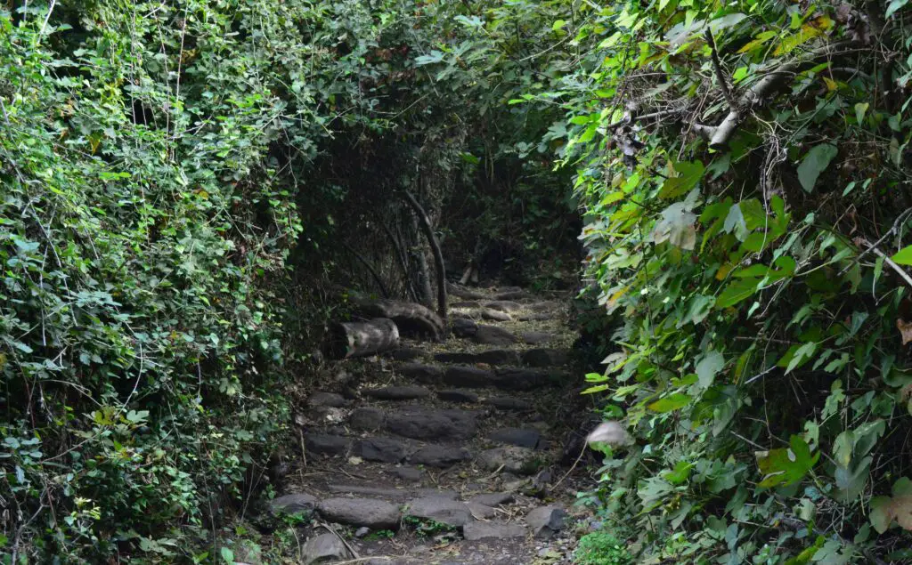 Stone staircase surrounded by lush greenery in a quiet park area of Fort Greene, Brooklyn.